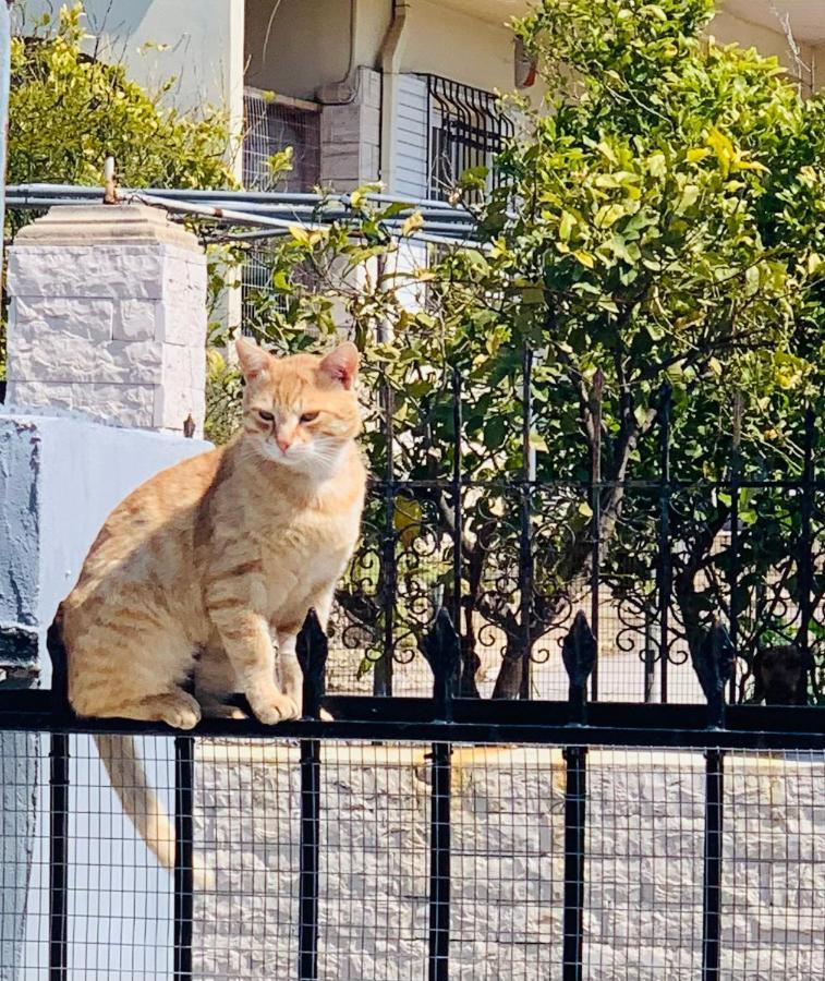 Secret Edem Βίλα Κολύμπια Εξωτερικό φωτογραφία